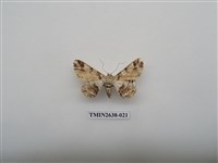 藏品(尺蛾165)的圖片